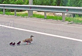 Водители остановились, чтобы пропустить утиную семью на трассе