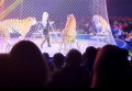 Тигр выскочил из манежа цирка к зрителям в Ростове-на-Дону: следком начал проверку