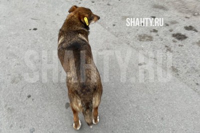 По бродячим собакам ведут статистику в Ростовской области