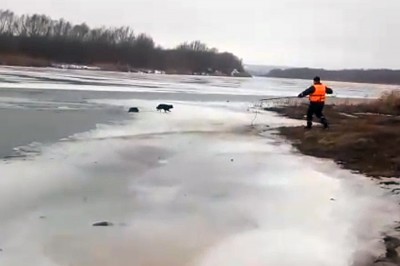 Тонувшую в Дону собаку пытались вытащить другие животные [Видео]