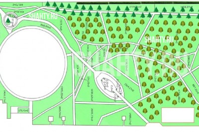 В парке г. Шахты высадят 74 канадские ели