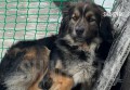 В г. Шахты разыскивают собаку, спасенную из колодца спасателями