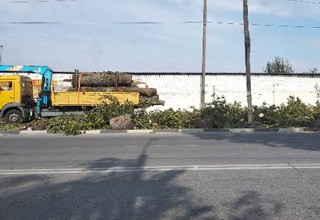 Удалят 6 аварийных тополей в г. Шахты за счет предпринимателей