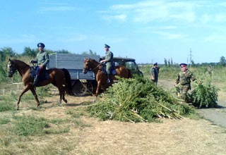 Под Шахтами казаки уничтожили более 0,5 га дикорастущей конопли