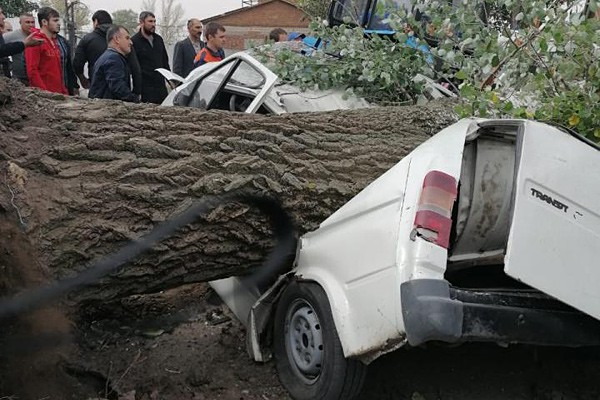 Рухнувшее дерево раздавило двух людей в Ford Transit в станице Багаевской
