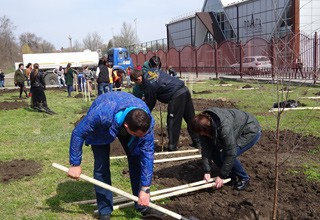 Водоканал г. Шахты высадил березовую рощу из 45-ти деревьев возле вечного огня в парке