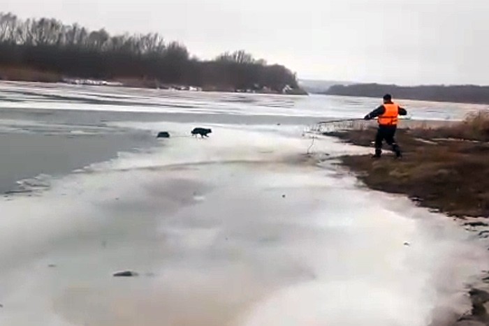 Тонувшую в Дону собаку пытались вытащить другие животные [Видео]