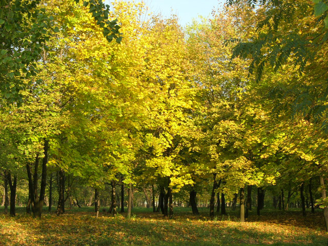 Шахтинский парк культуры и отдыха