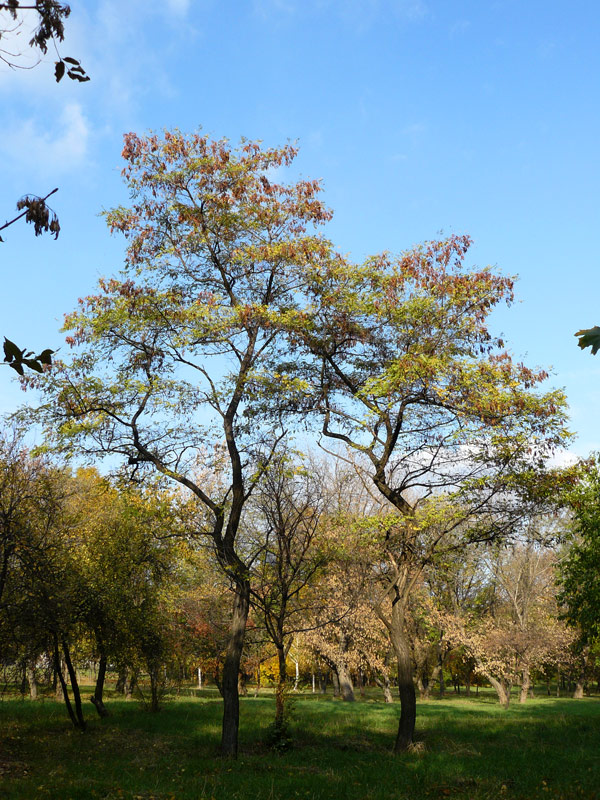 Городской парк в Шахтах