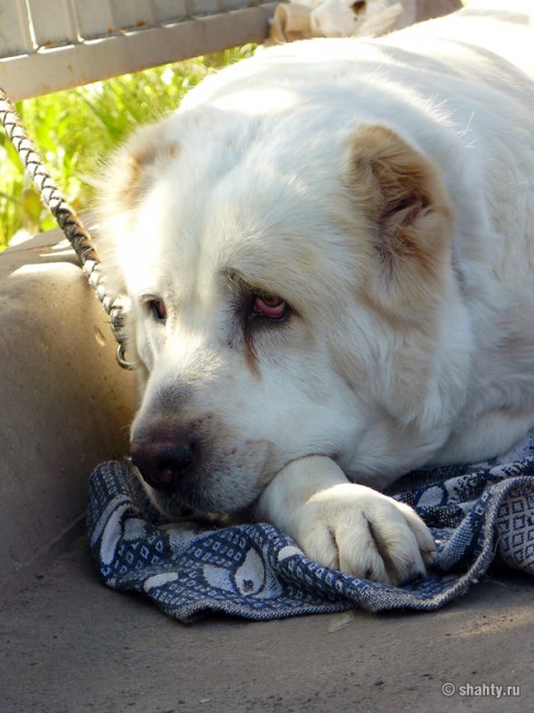 Выставка собак в городе Шахты