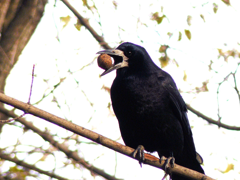 Грач в парке КиО, город Шахты