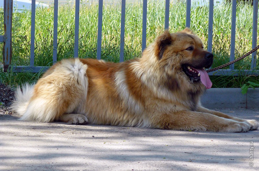 Кавказская овчарка на выставке собак в г. Шахты