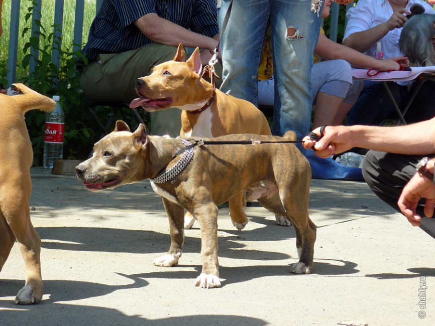 Питбули и стаффорды на выставке собак в городе Шахты
