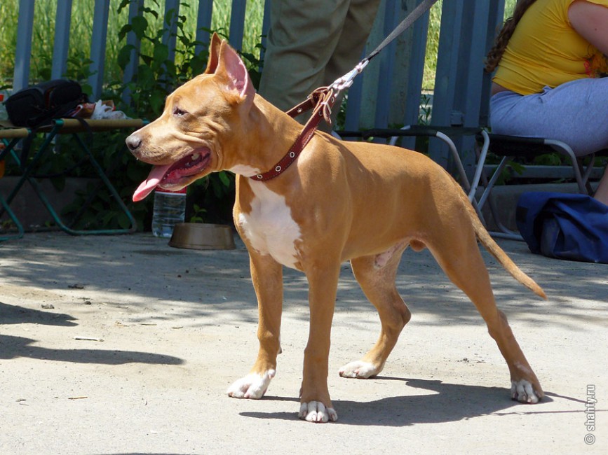 13 мая 2012 г. Шахтинская выставка собак