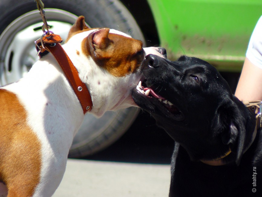 Привет, незнакомец! Шахтинская выставка собак 13 мая 2012 г.