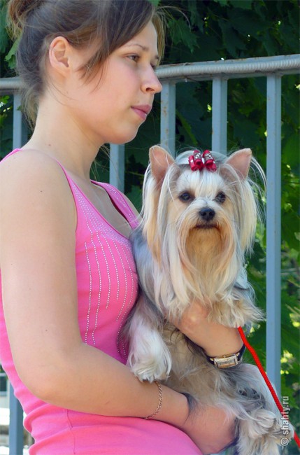 Йоркширский терьер на выставке собак в г. Шахты 2012