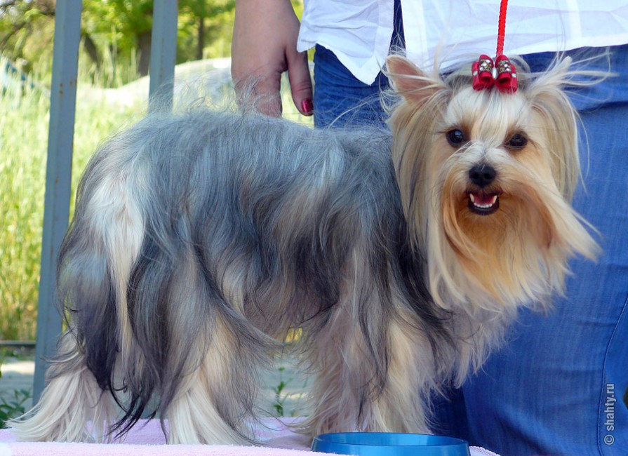 Йоркширский терьер в Шахтах на выставке собак