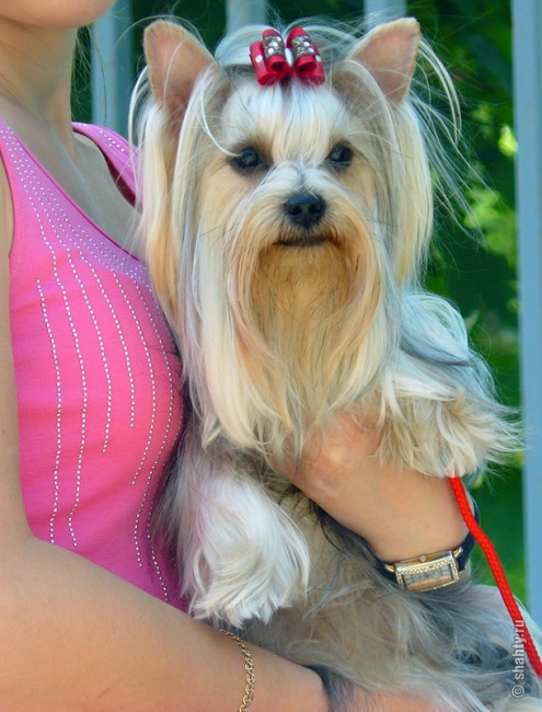 Йоркширский терьер на выставке собак в городе Шахты