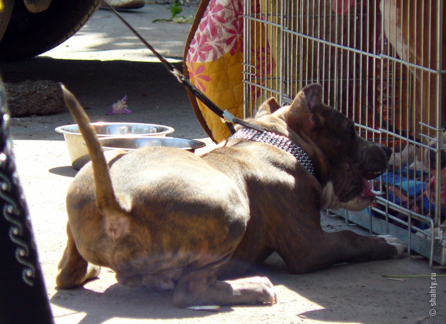 Леопольд, выходи! На шахтинской выставке собак