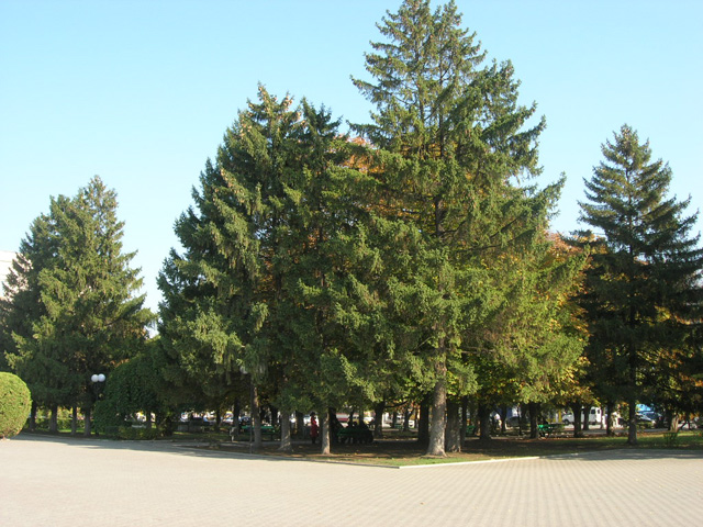 Площадь им. Ленина, город Шахты