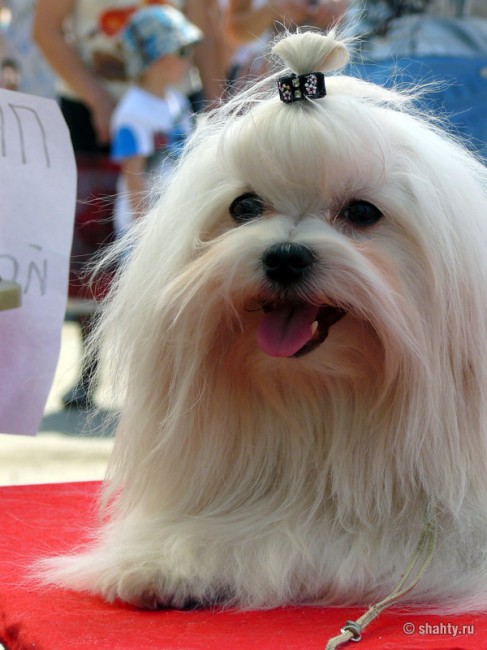 Мальтезе, шахтинская выставка собак 2012