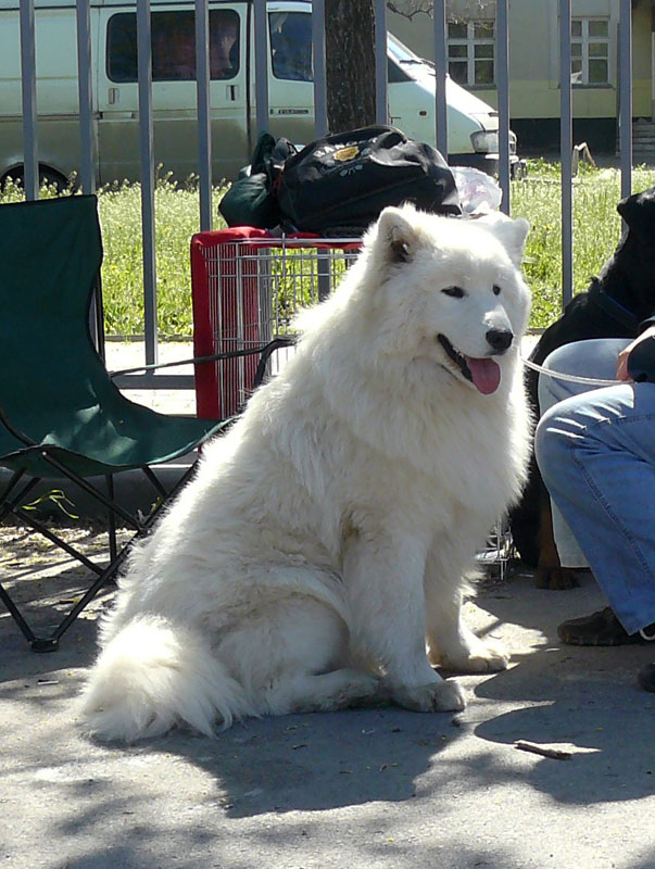 Выставка собак в г. Шахты