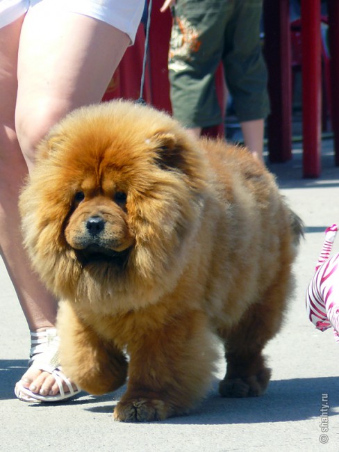 Чау-чау на выставке собак в городе Шахты