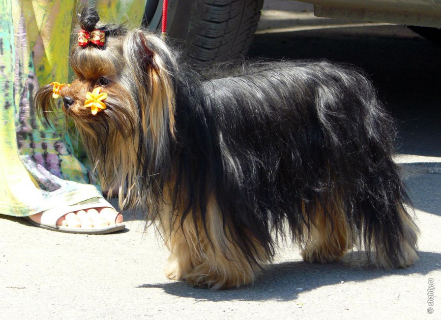 Йоркширский терьер на выставке собак в г. Шахты
