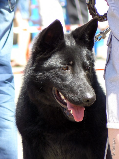 Овчарка на выставке собак в г. Шахты 2012