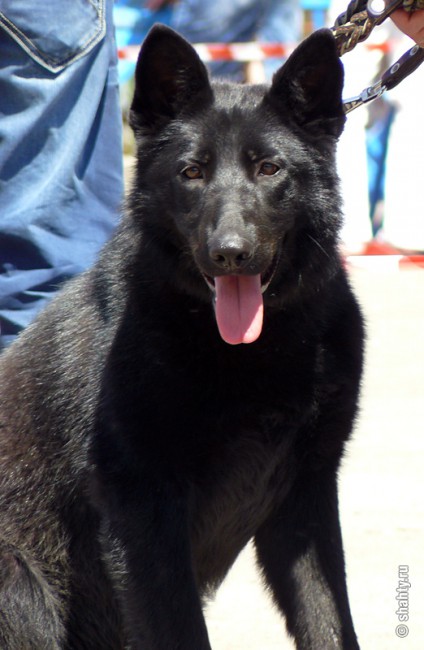 Овчарка на выставке собак 2012 в городе Шахты