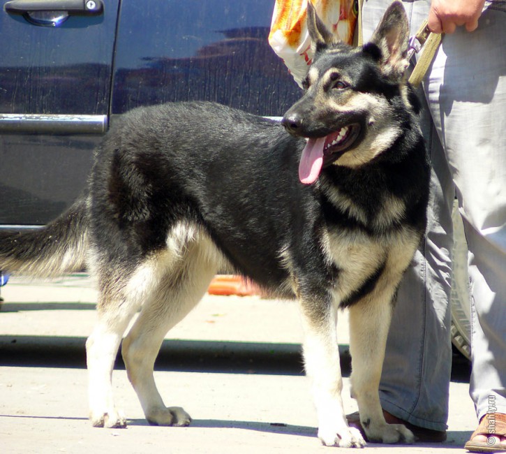 Выставка собак в г. Шахты, овчарка