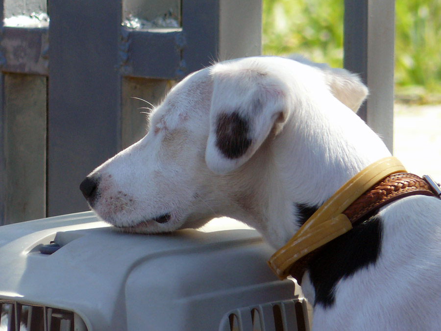 Выставка собак в г. Шахты