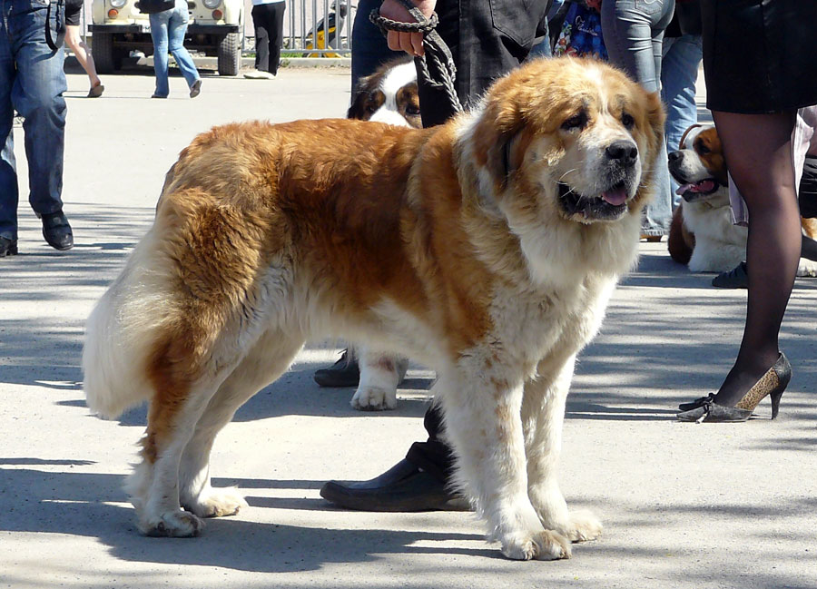 Выставка собак в г. Шахты