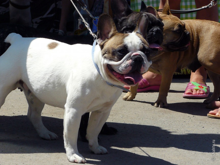 Бульдоги на выставке собак в г. Шахты