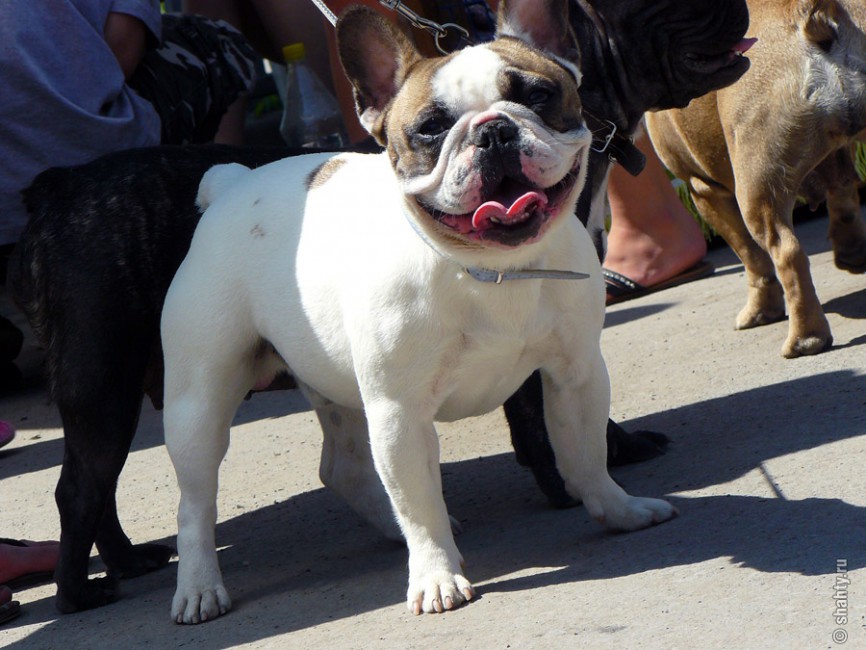 Французский бульдог на шахтинской выставке собак