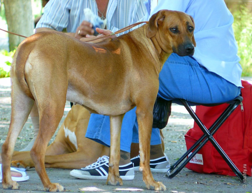 Риджбек на выставке собак в городе Шахты 2012