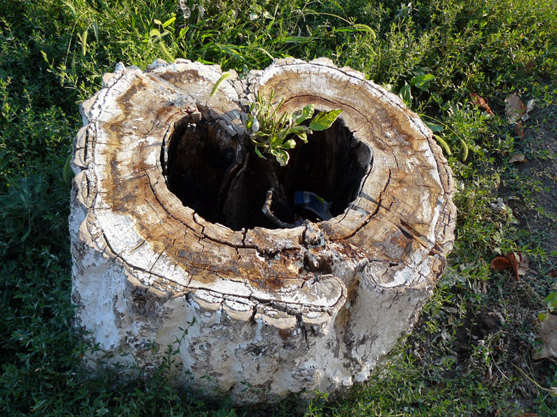 Пенёк на улице Ленина, г. Шахты