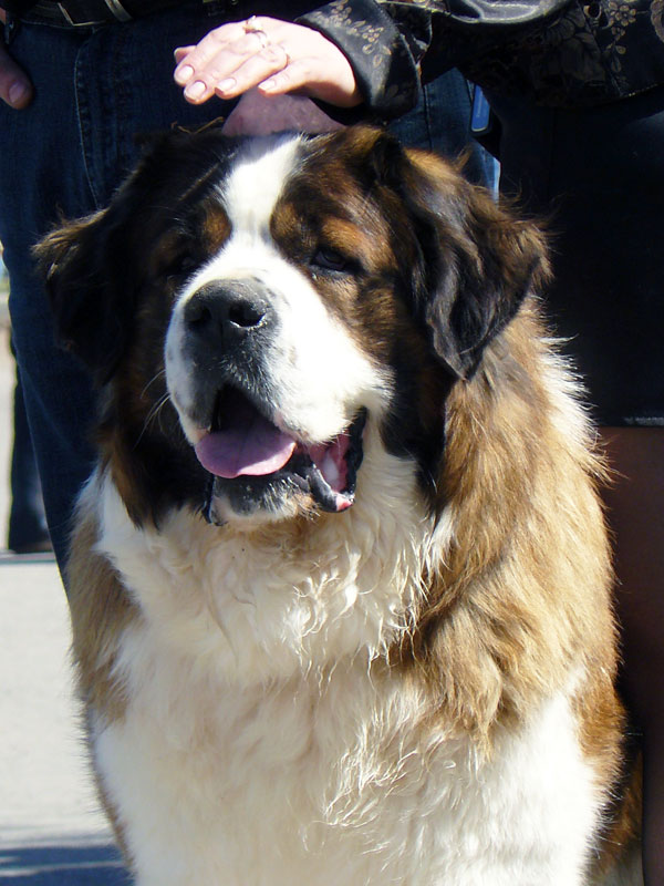 Выставка собак в г. Шахты