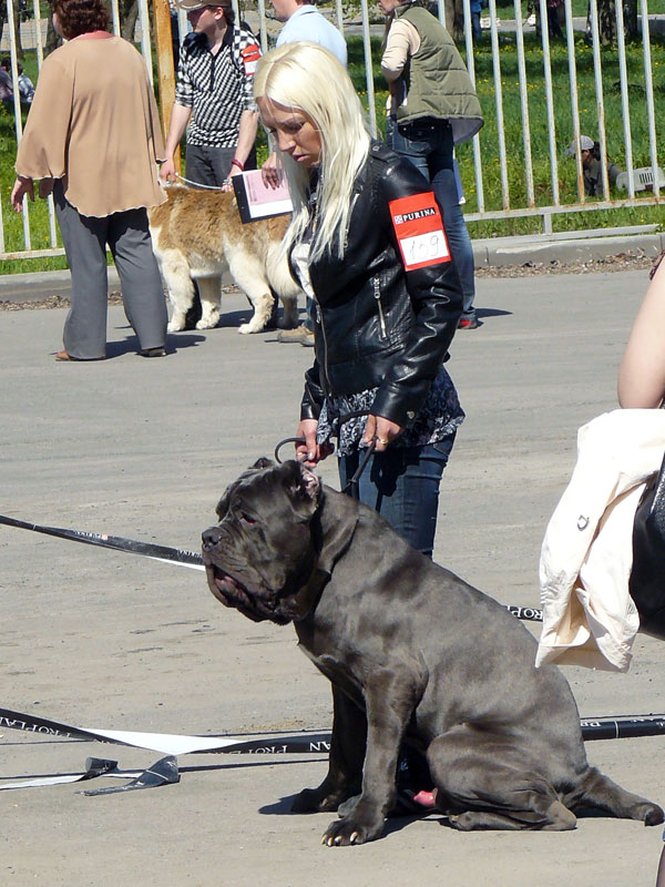 Выставка собак в г. Шахты