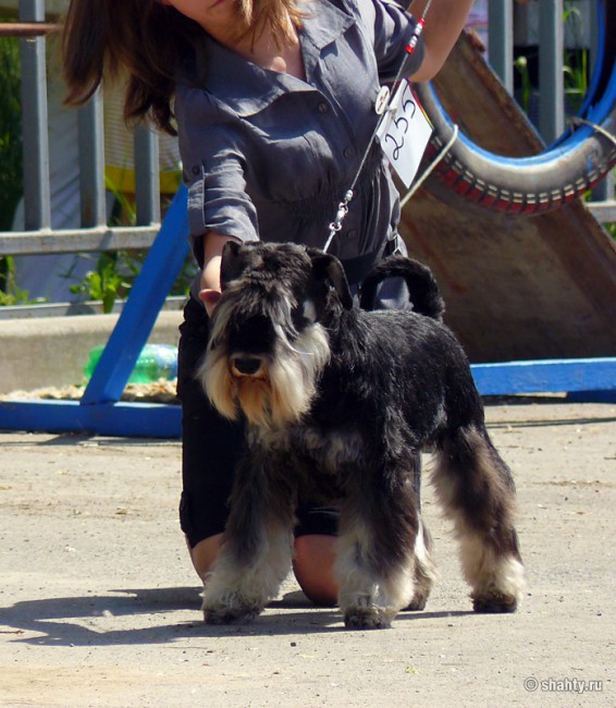 Выставка собак в городе Шахты 13 мая 2012 г.