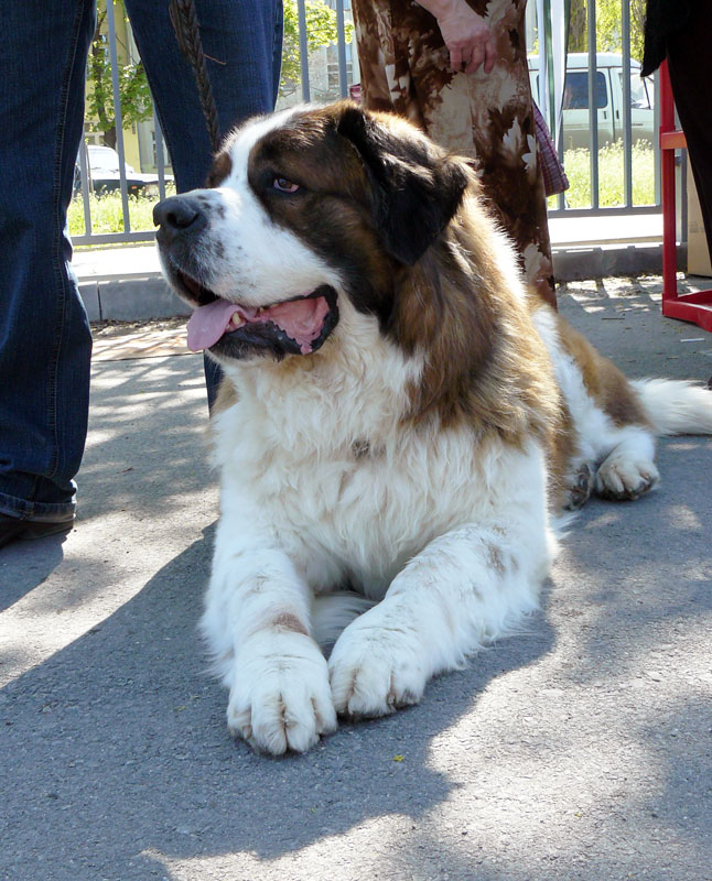 Выставка собак в г. Шахты