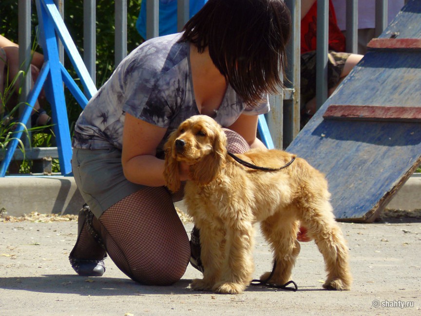 Английский кокер-спаниель на выставке собак в г. Шахты 13 мая 2012 г.