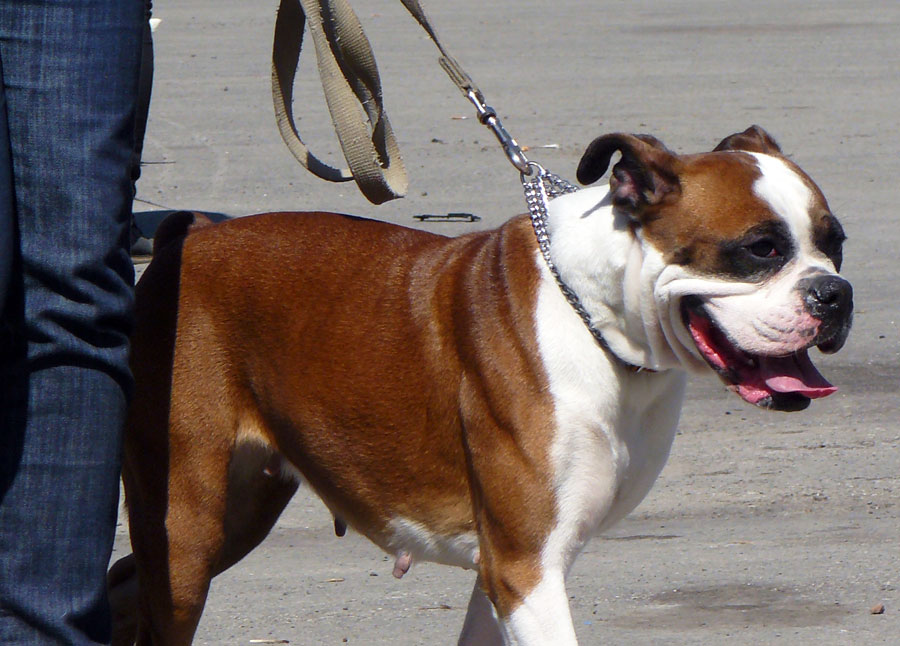 Выставка собак в г. Шахты