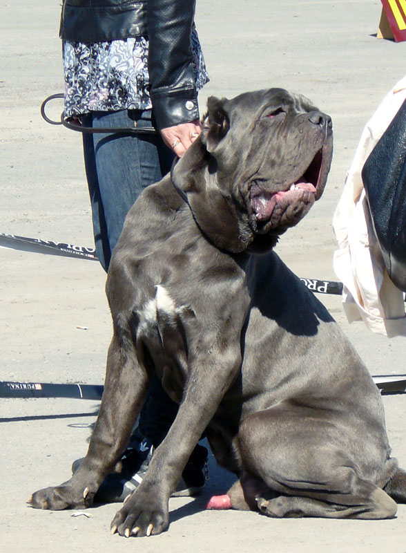 Выставка собак в г. Шахты