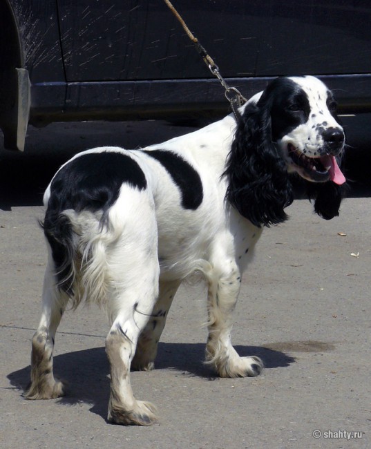 Шахтинская выставка собак 13 мая 2012 г., русский спаниель