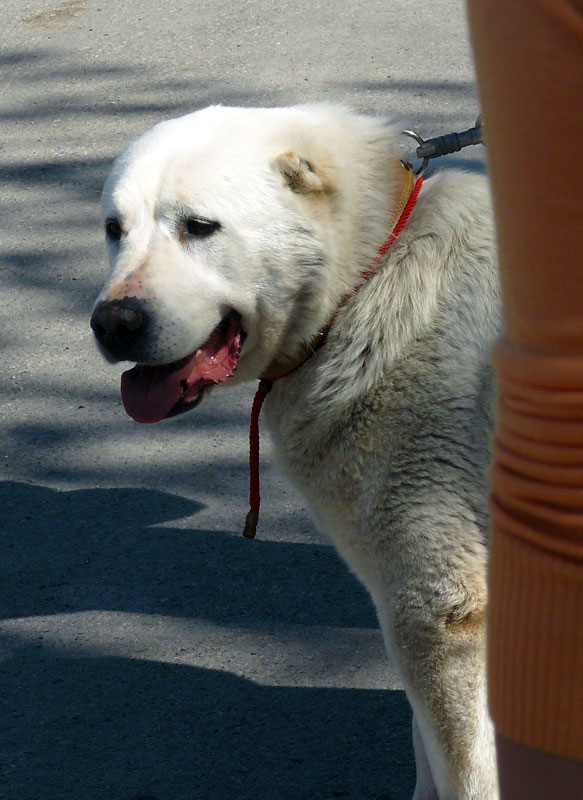 Выставка собак в г. Шахты