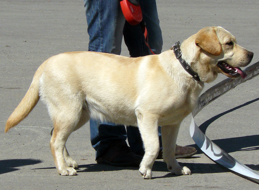 Выставка собак в г. Шахты