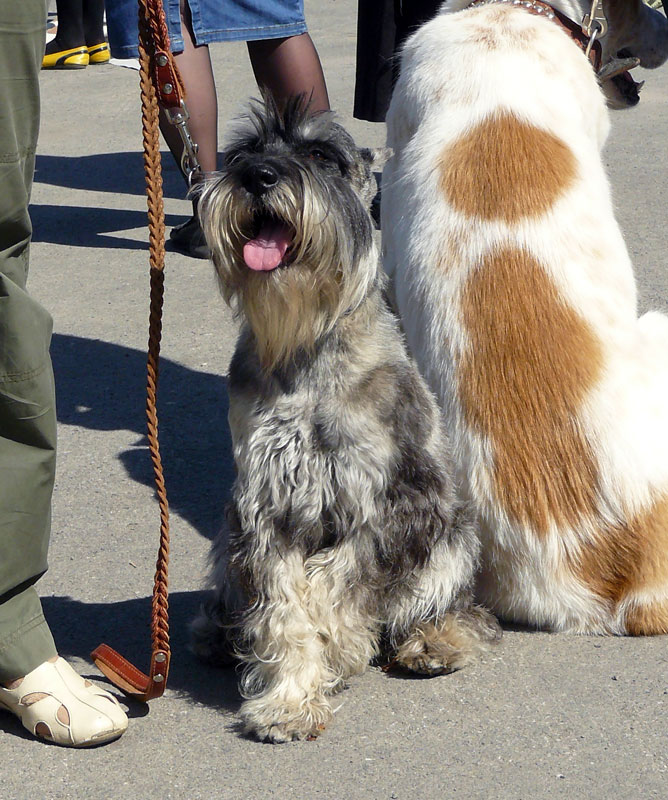 Выставка собак в г. Шахты
