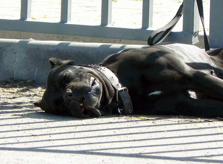 Выставка собак в г. Шахты