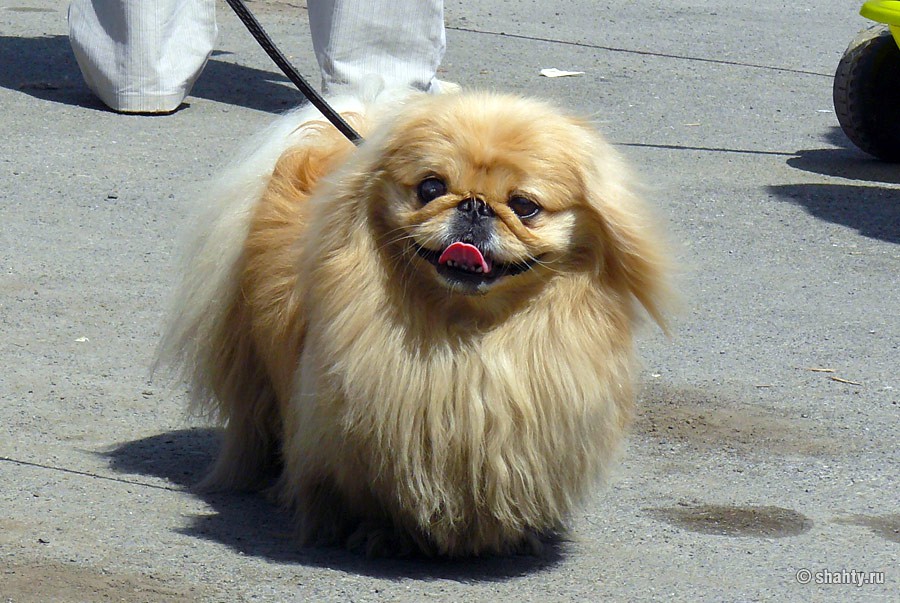 Пекинес в городе Шахты на выставке собак